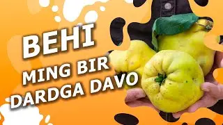 Behi ming bir dardga davo