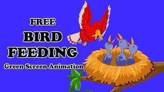 Bird Feeding 