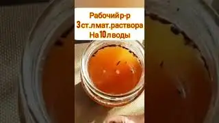 белокрылка больше не страшна