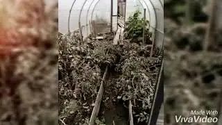 Мазановский Район. С. Угловое