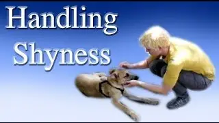 Handling Shyness - Dog Training