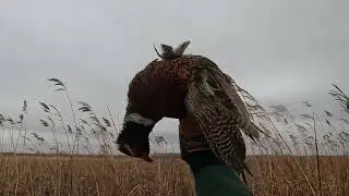 So Many Pheasants! SD Private Land (LIMIT)