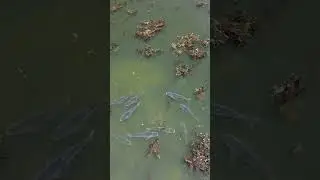 Толстолоби.Видео с дрон.