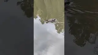 Осеннее озеро🧡