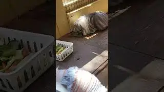 free food oh no!#zoo#vedgies  #wig #hairstyle