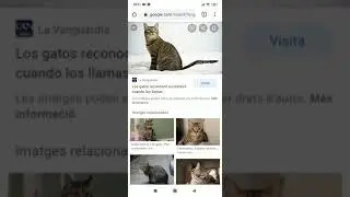 Gatos fotos