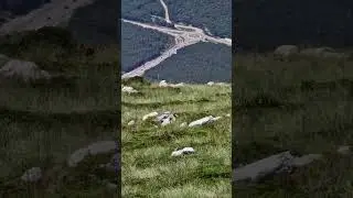 Divokoze Biokovo Miletnjak Scirovac