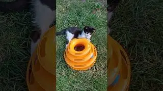 Маруся играет.... #тикток #cat #котики #кот #котик