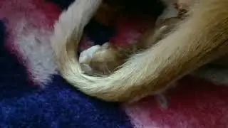 Cat gives birth for the first time, two tiny kittens are born! #kitten #catgivingbirth #catfestiva