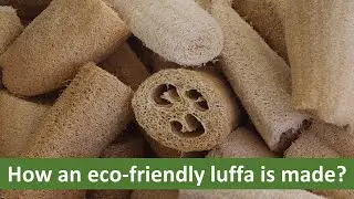 What An Eco Friendly Luffa/Loofah Is Made Of?