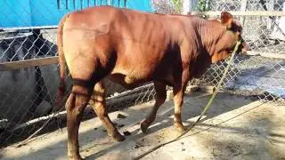 Bo cai to giong sieu thit phen ba tri ben tre 7 thang LH 0167 222 9138