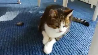 Ruusu - The Great Huntress