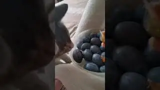 Наглая кошка. Ваши такие же? 🤭