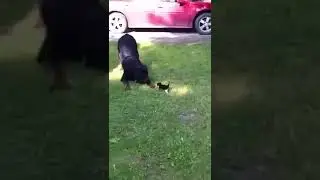 Ротвейлер напал на котёнка...