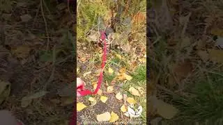 Kitty Land Прогулка по осеннему парку 