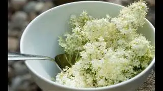 Elder Flower Herb Is Natural Treatment For Dry Hair Other Benefits How To Works