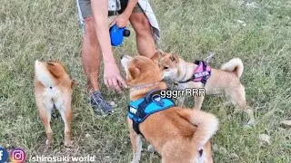 and we thought Shiro is trusting Hooman #4 😅😅