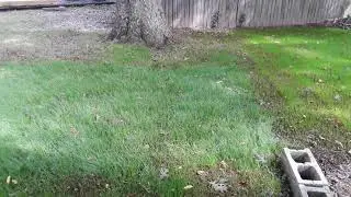 Just checking the grass out after the rain.