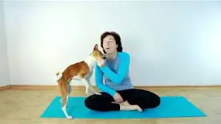 Басенджи Рональд и кусачее настроение
