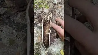 Советские котелок 1941 года #metaldetecting #коп