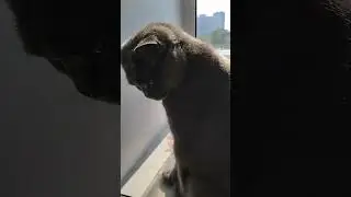 эдит#кринж#бабасябасюся#