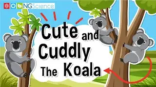 Cute and Cuddly – The Koala