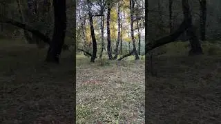 Берези