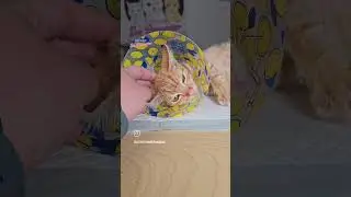 Quinn, the injured kitten update 