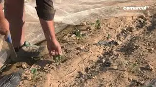 La paloma torcaz, una amenaza para el campo