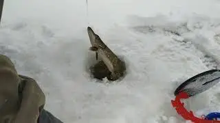 Соино