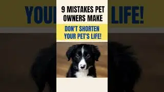 9 Mistakes Pet Owners Make  