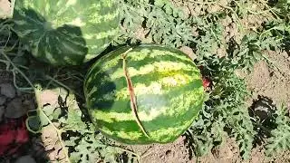 Water Дарбыз 🍉👍🏻🇰🇬