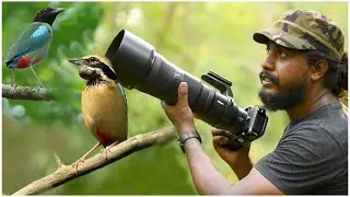 খিষ্মা ফরেস্ট এ ইন্ডিয়ান পিট্টা ও হুডেড  পিট্টা  | Wildlife Photography Vlog 46 | #photographyvlog