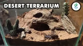 Desert Terrarium Build / Design for Scorpion Video