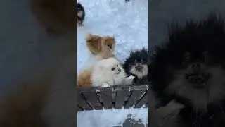Adorable Puppies // 😍 Cutest Puppies Ever 😍 // Baby Animal Video