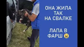 МАЛЫШКУ ВЫБРОСИЛИ НА СВАЛКУ ЩЕНОЧКОМ