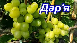 Дар'я 2023