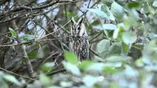 Vroege Vogels - Zeer oplettende ransuil