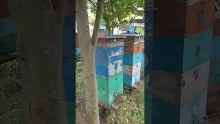 Середина июля, взяток слабый из-за засухи...