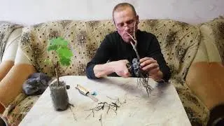 Какой саженец выбераем