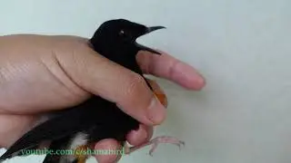 บินหลาดง White-rumped shama