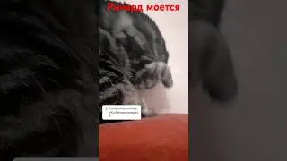 Ричард моется (#КотРичардсновавделе). #ОПЕРАТОР @dj_shorts_official2