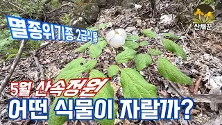 5월초에 만나는 화려한 산속정원..멸종위기 2급식물 산작약도 피었네요