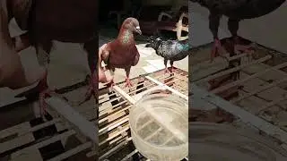 burung dara #burungmerpati #burungdara