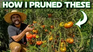 Pruning My Garden | Tomatoes, Strawberries, Herbs, and More!