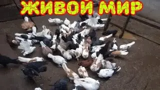 Голуби разных мастей