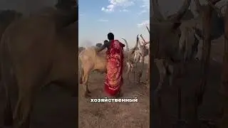 👀 ЗАЧЕМ НА КОРОВАХ РИСУЮТ БОЛЬШИЕ ГЛАЗА 🦁  