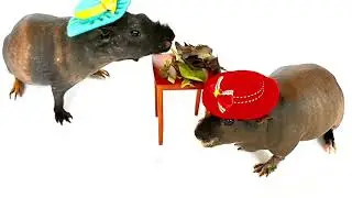Supermodel Skinny Pigs Interview