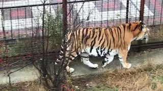 Тигры в Тайгане! Tigers in Taigan!