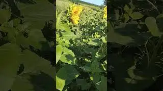 Подсолнухи🌻